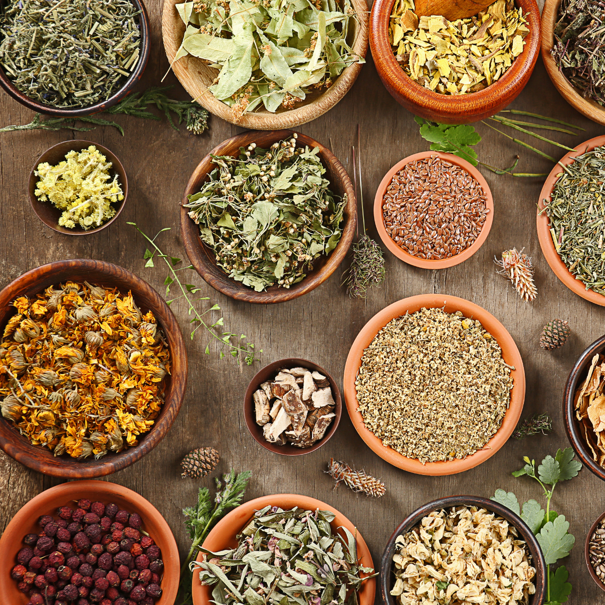 Discover 10 Medicinal Plants and Their Uses.