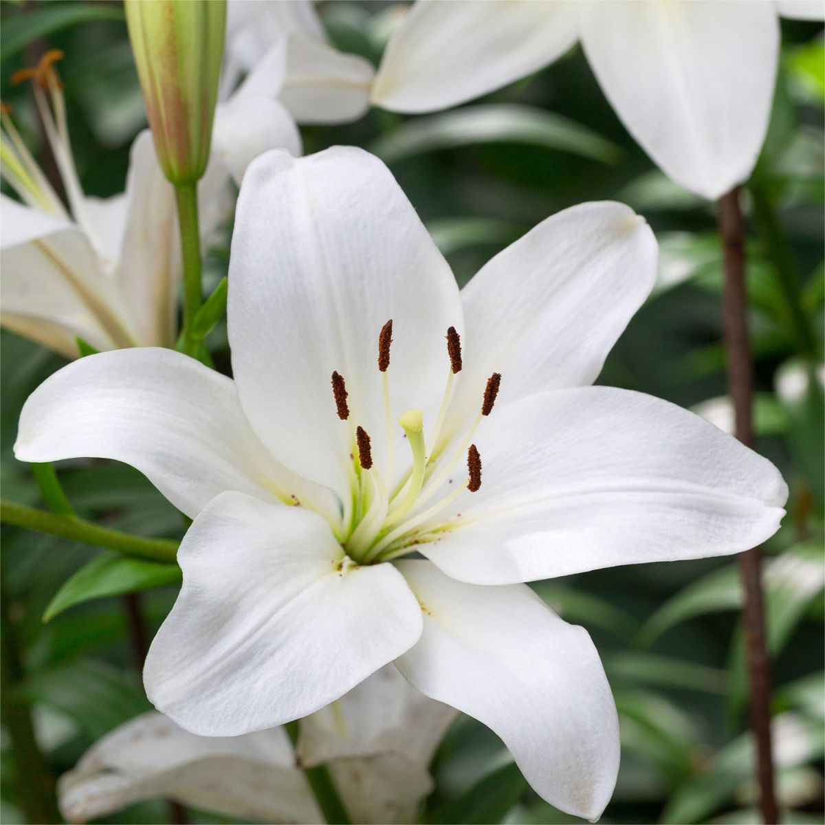 Herbal, healthy,Dried Lily,herblight